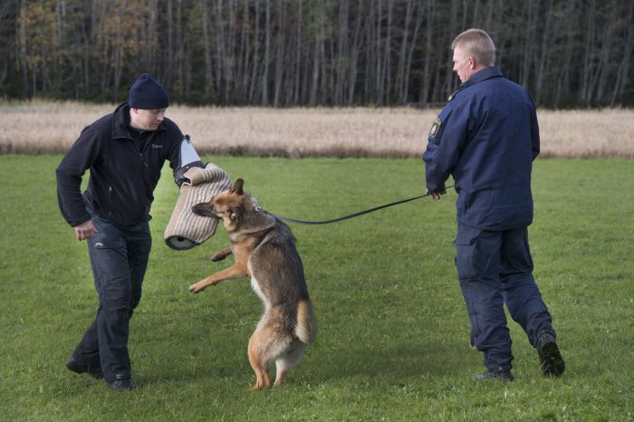 hundförare och hund gör attackövning