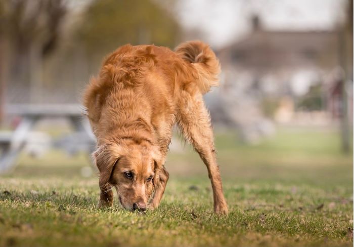 Hunden Rave sökte runt bland stenarna vid den nyrenoverade grillplatsen, och fick träff.