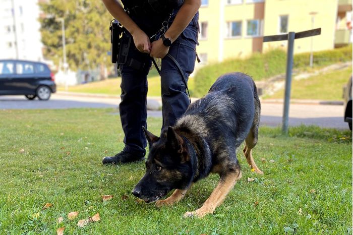 En polis arbetar med sin hund i en av säkerhetszonerna. Hunden spårar på gräsmattan.