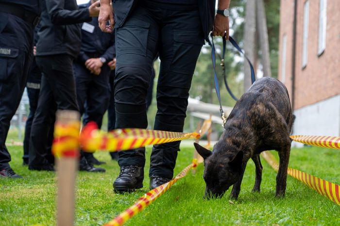 En tjänstehund från Försvarsmaktens Hundtjänstenhet går bredvid sin instruktör och övar sök efter minor. Foto.